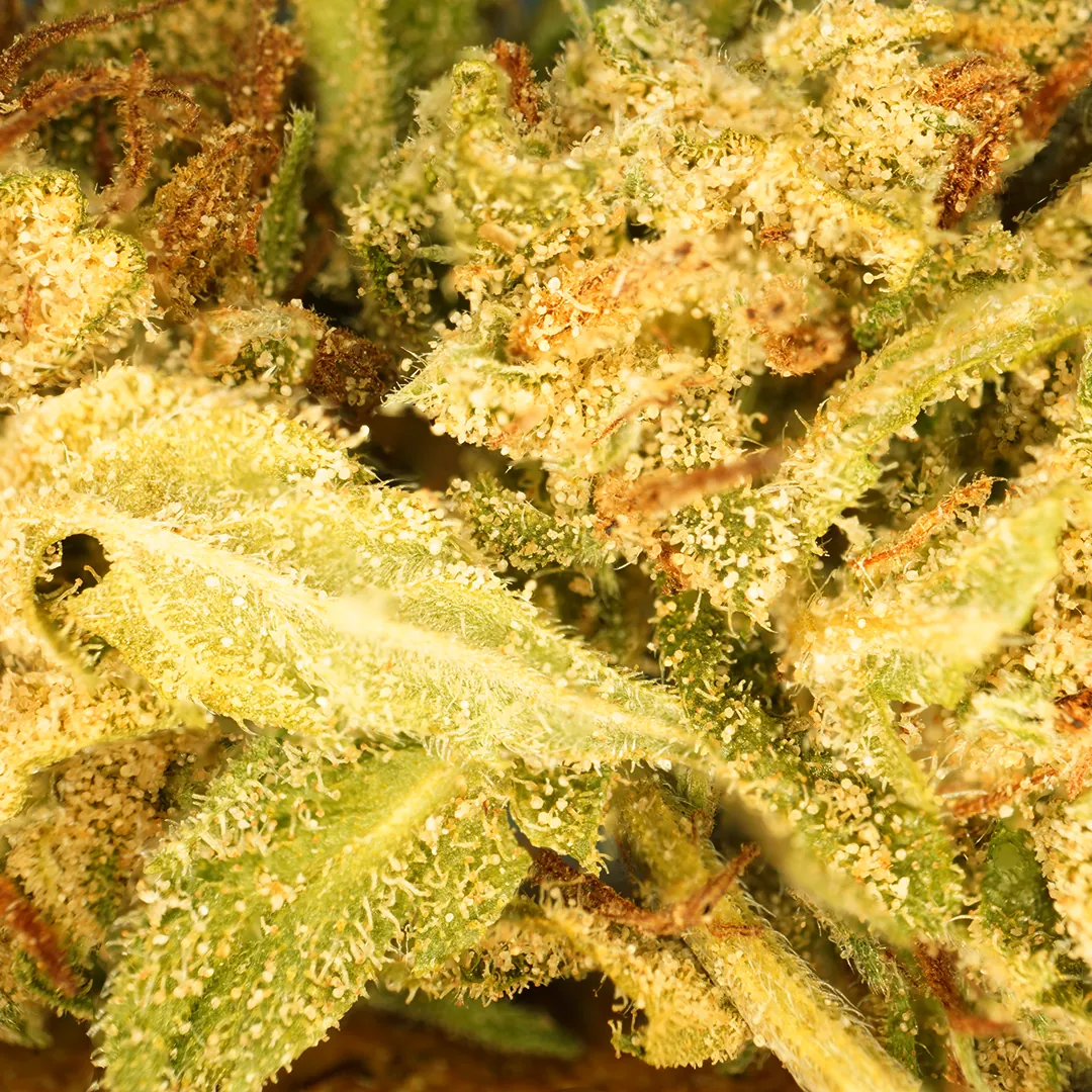 Banana Cream CBG