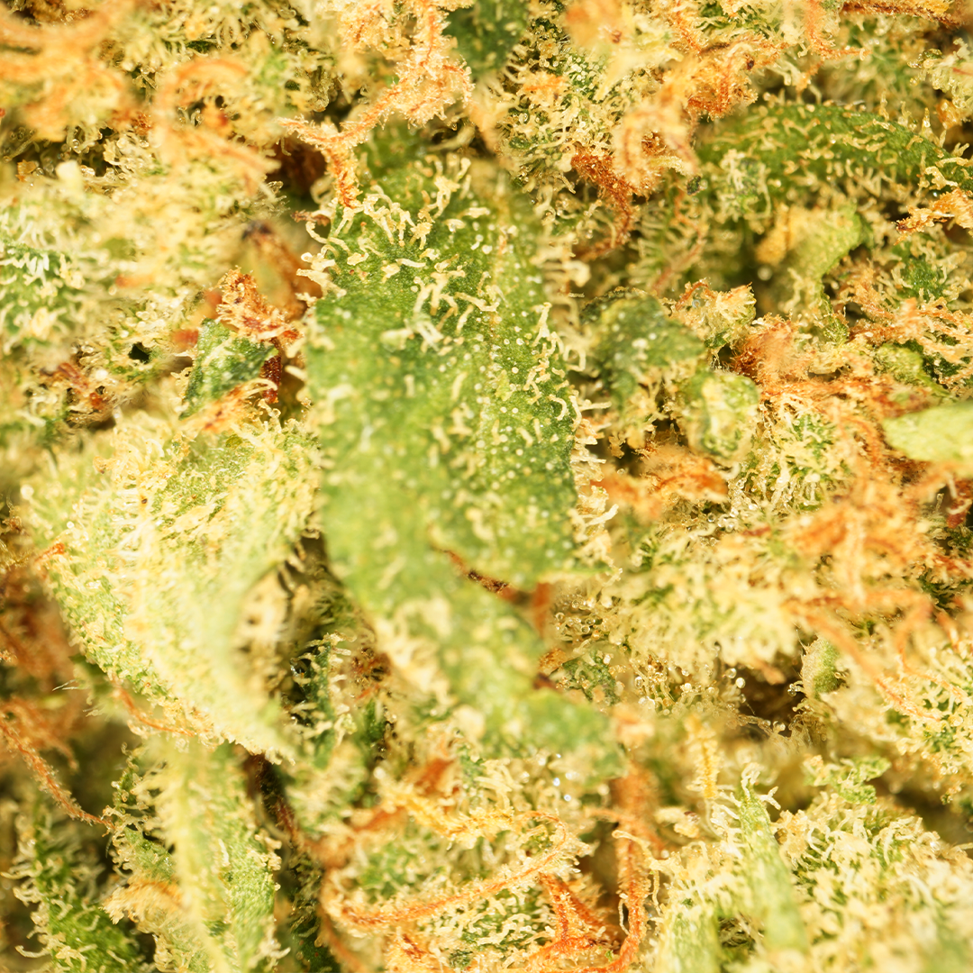Blue Dream CBD [Hydroponics]